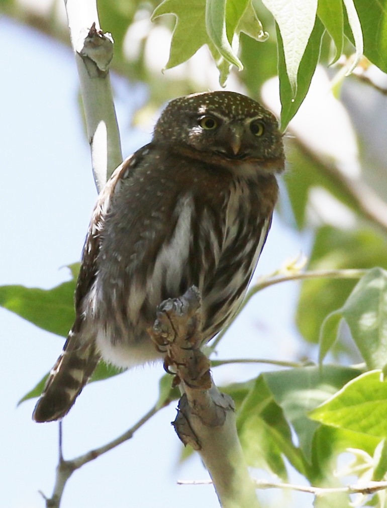 Northern Pygmy-Owl - Debby Parker
