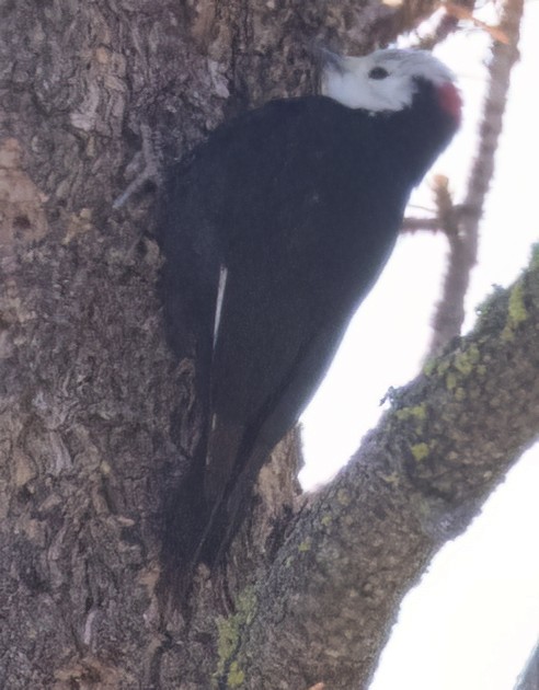 White-headed Woodpecker - ML552905221