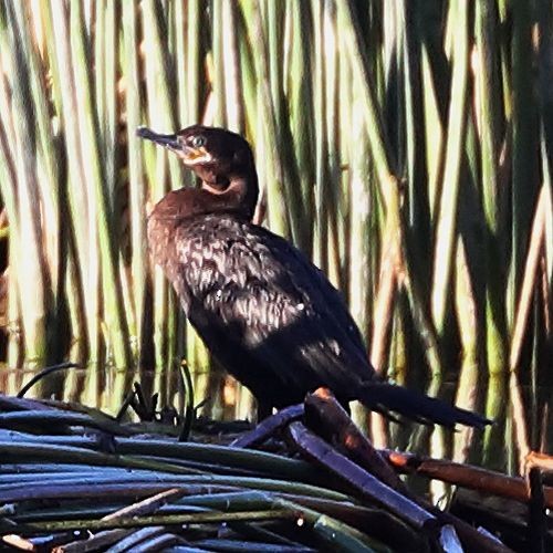 eBird Checklist 1 Apr 2023 Ballona Freshwater Marsh 59 species