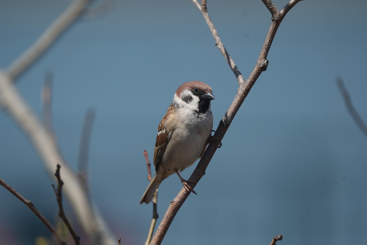 Eurasian Tree Sparrow - ML552923471
