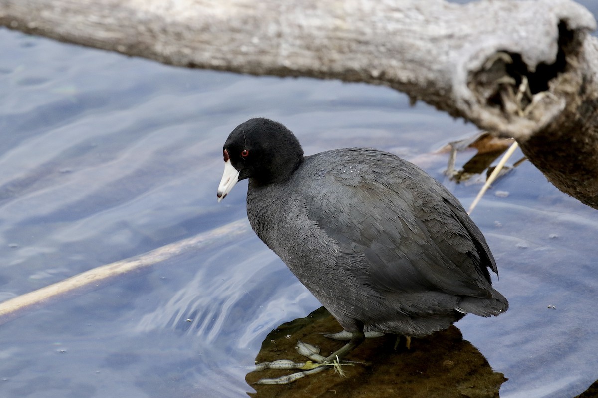 American Coot (Red-shielded) - ML552927491