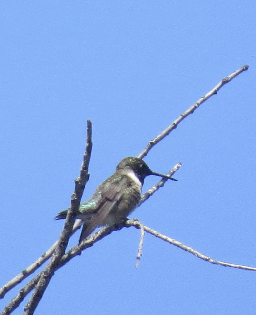 Black-chinned Hummingbird - ML552928501