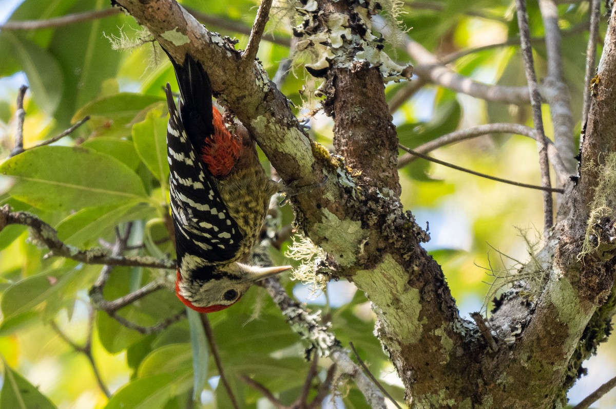Stripe-breasted Woodpecker - ML552929661