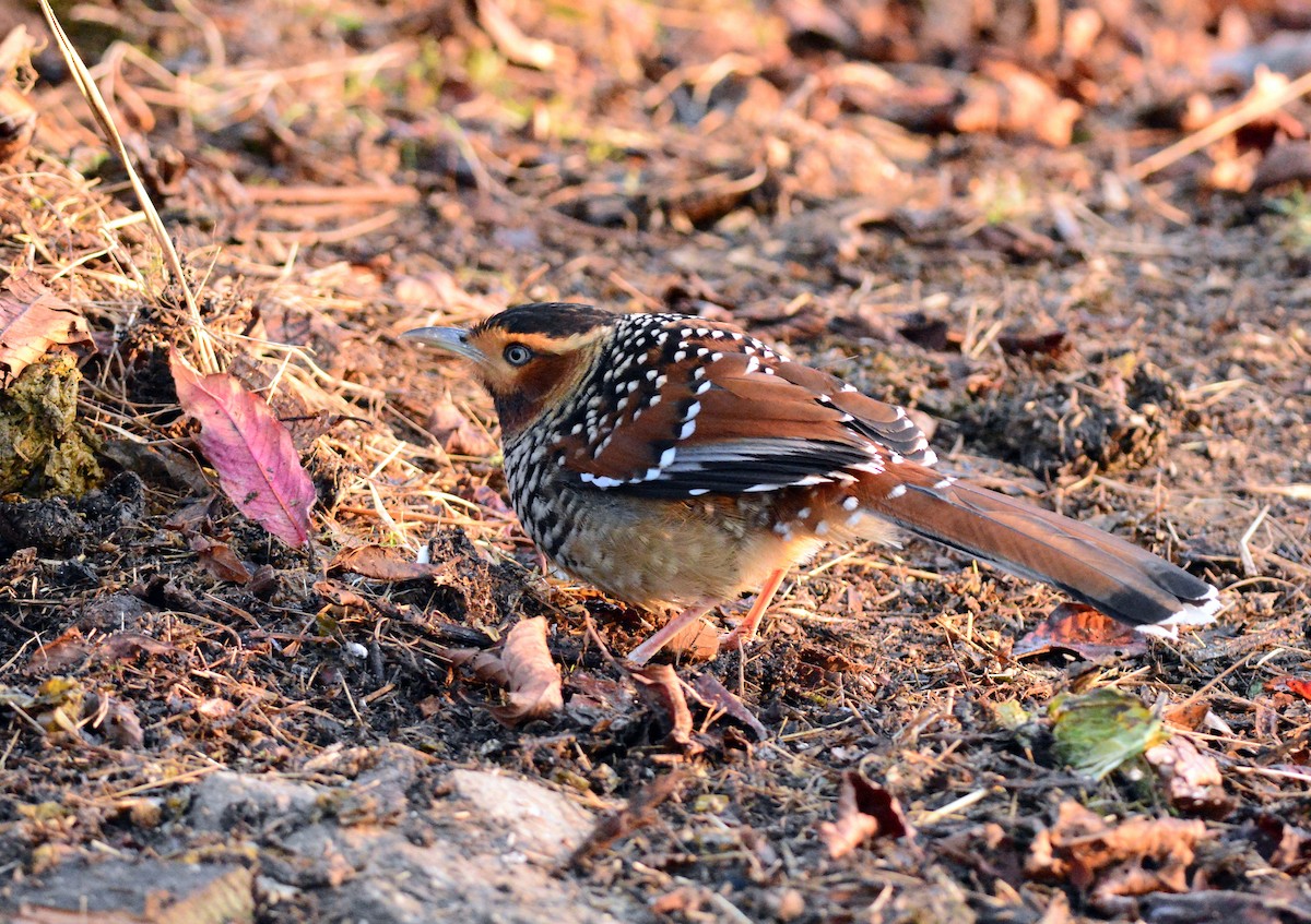 Spotted Laughingthrush - ML552930171