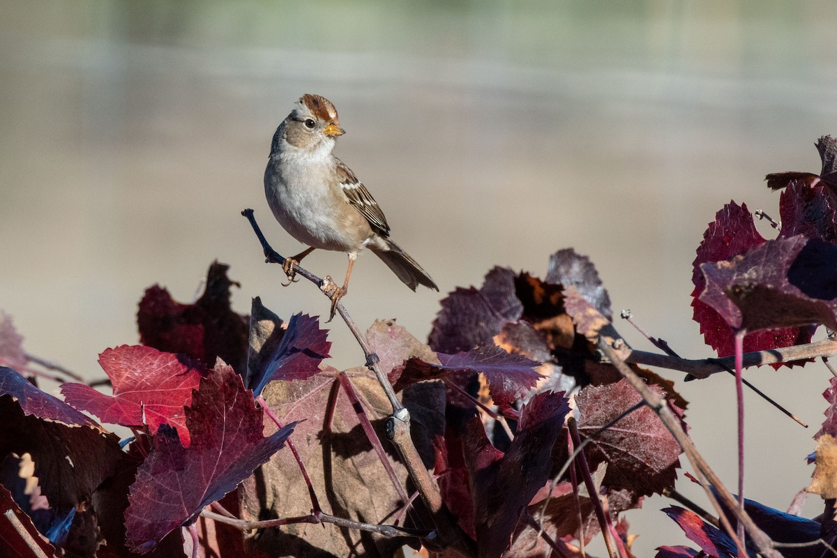 White-crowned Sparrow - ML552931091