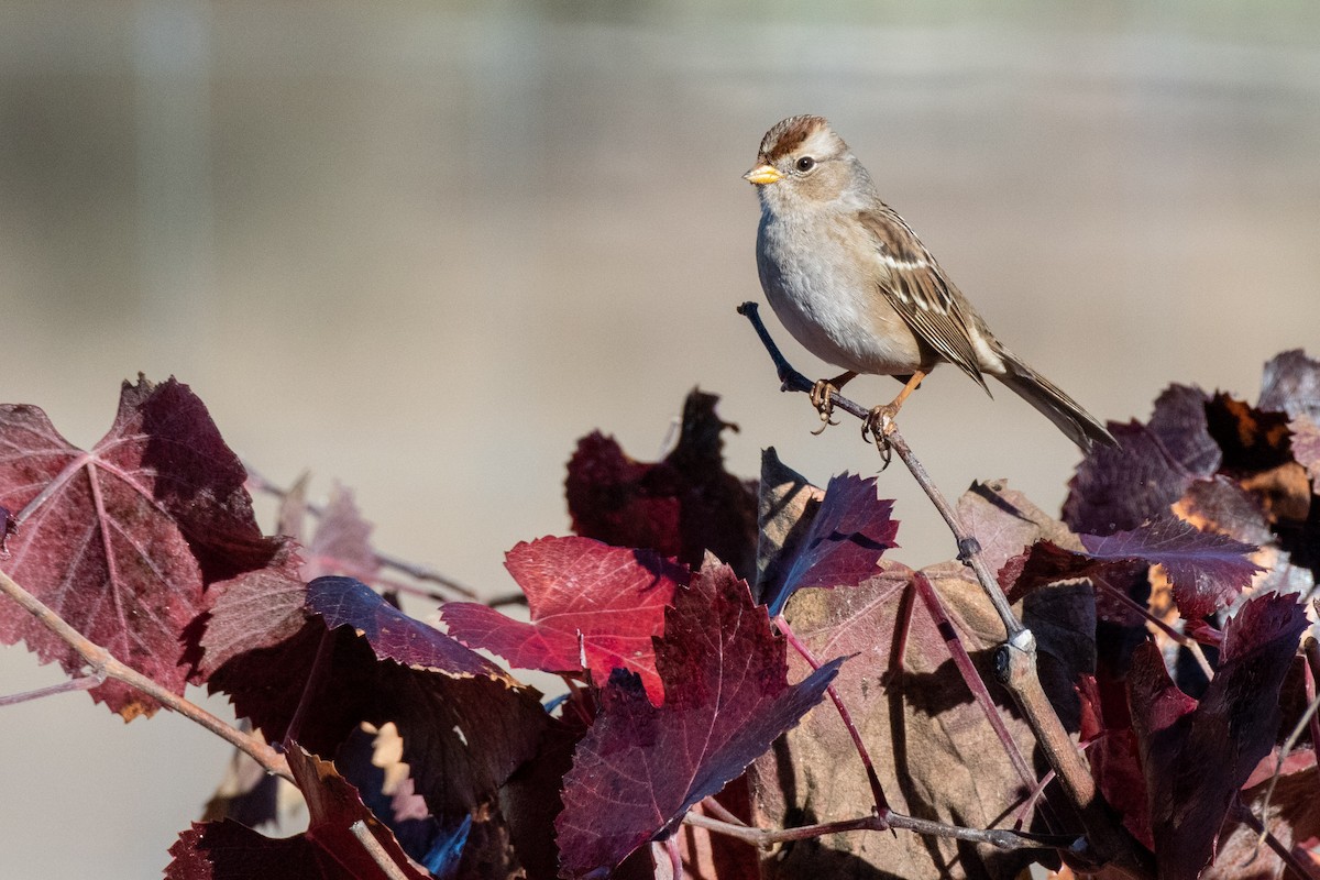White-crowned Sparrow - ML552931101