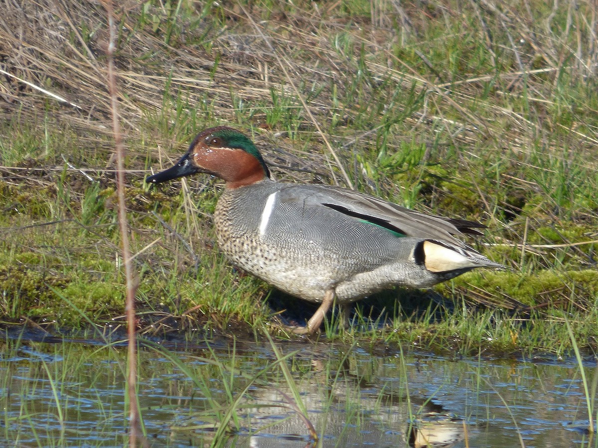 Green-winged Teal - ML55293341