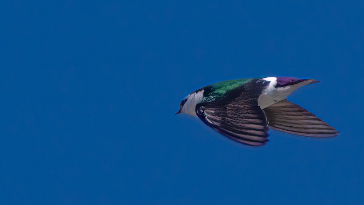 Violet-green Swallow - ML552933621