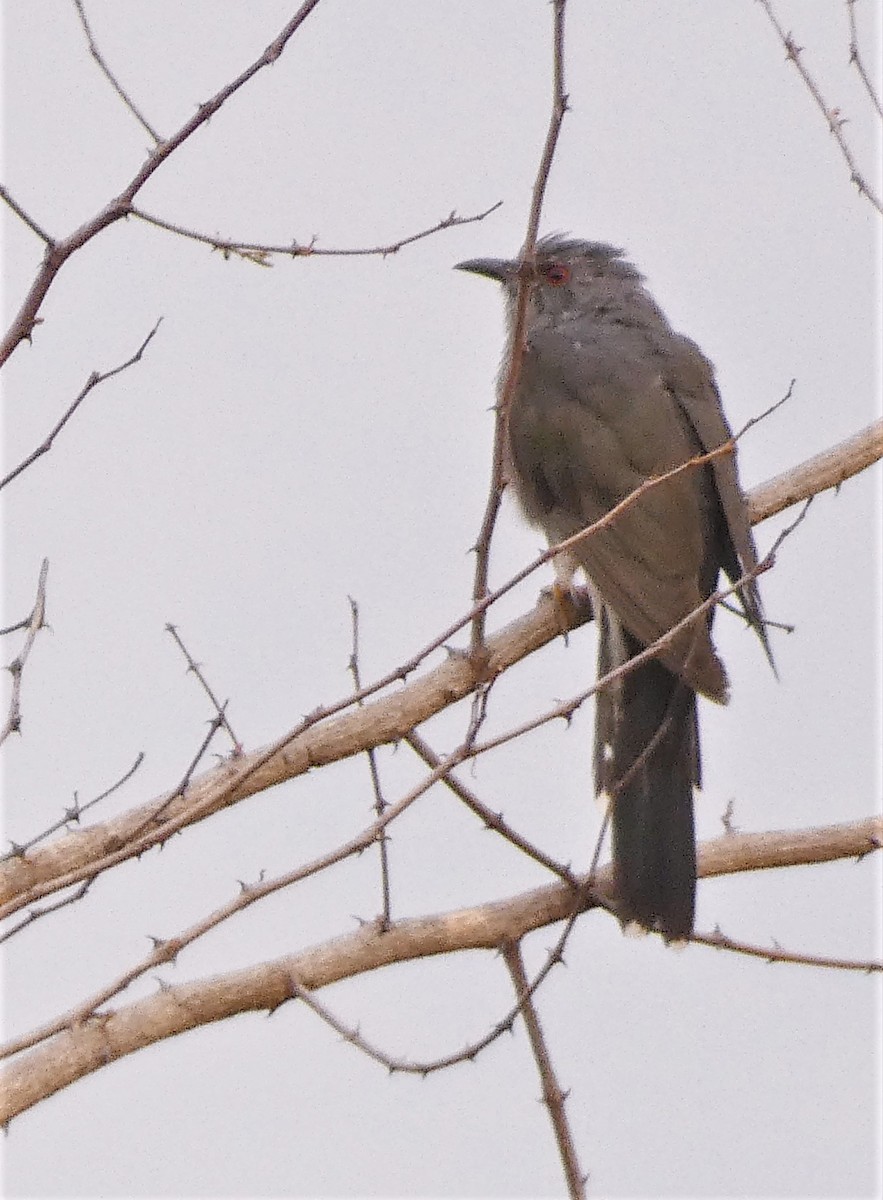 Gray-bellied Cuckoo - ML552937271