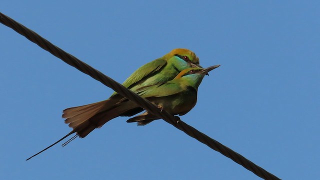 Asian Green Bee-eater - ML552939171