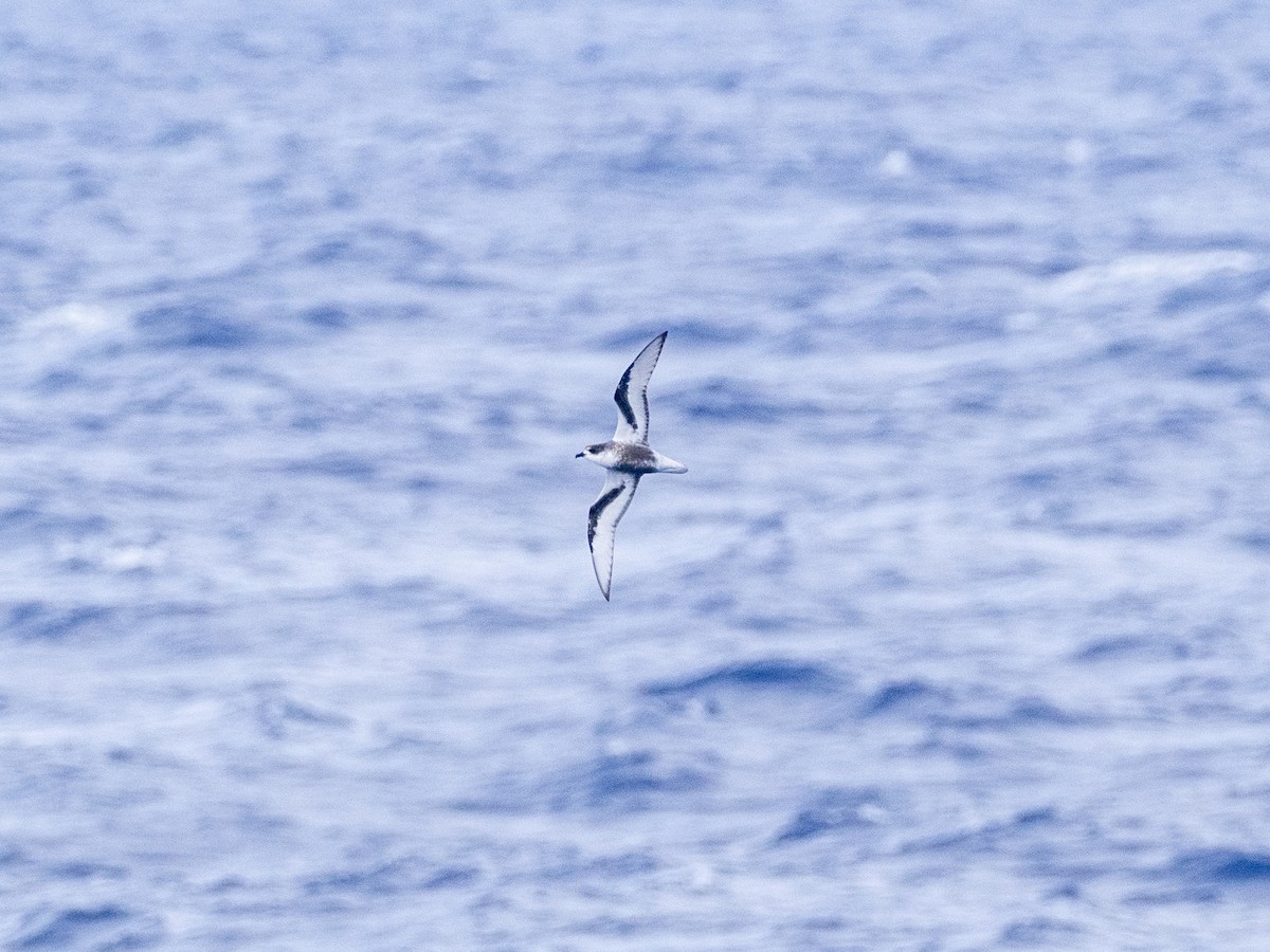 Mottled Petrel - ML552939251