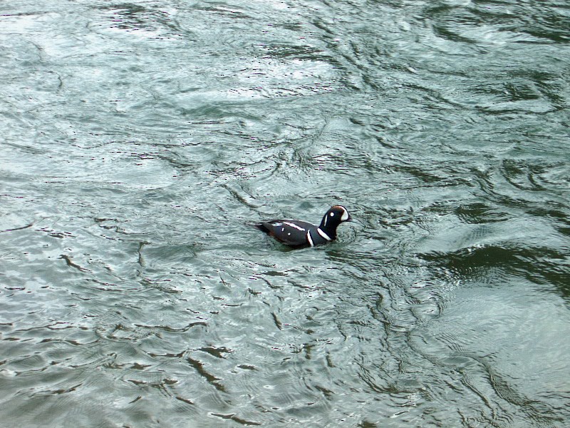 Harlequin Duck - Lewis Young