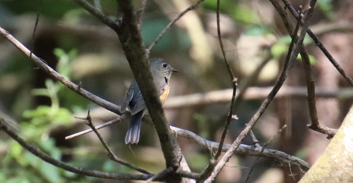 Red-flanked Bluetail - ML552946951