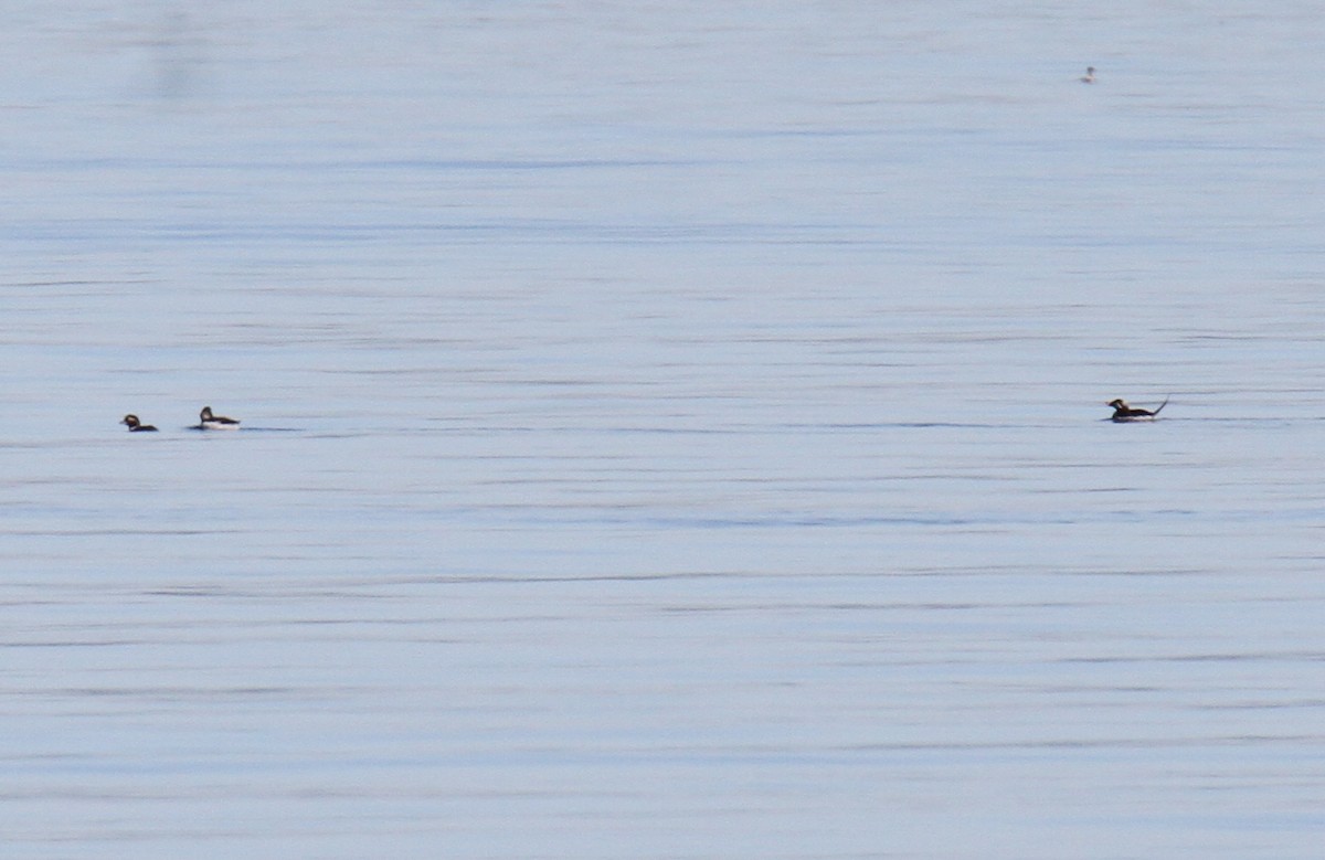 Long-tailed Duck - ML55295431