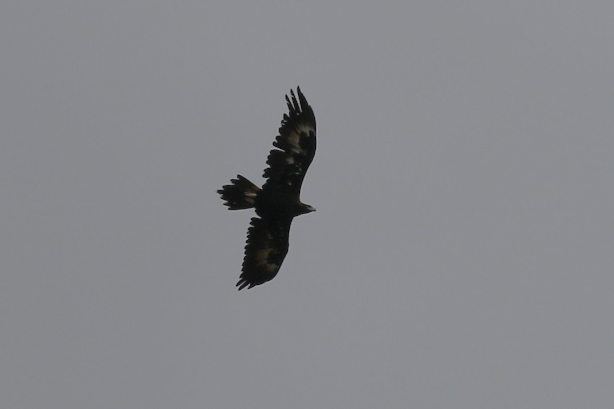 Wedge-tailed Eagle - ML552960661