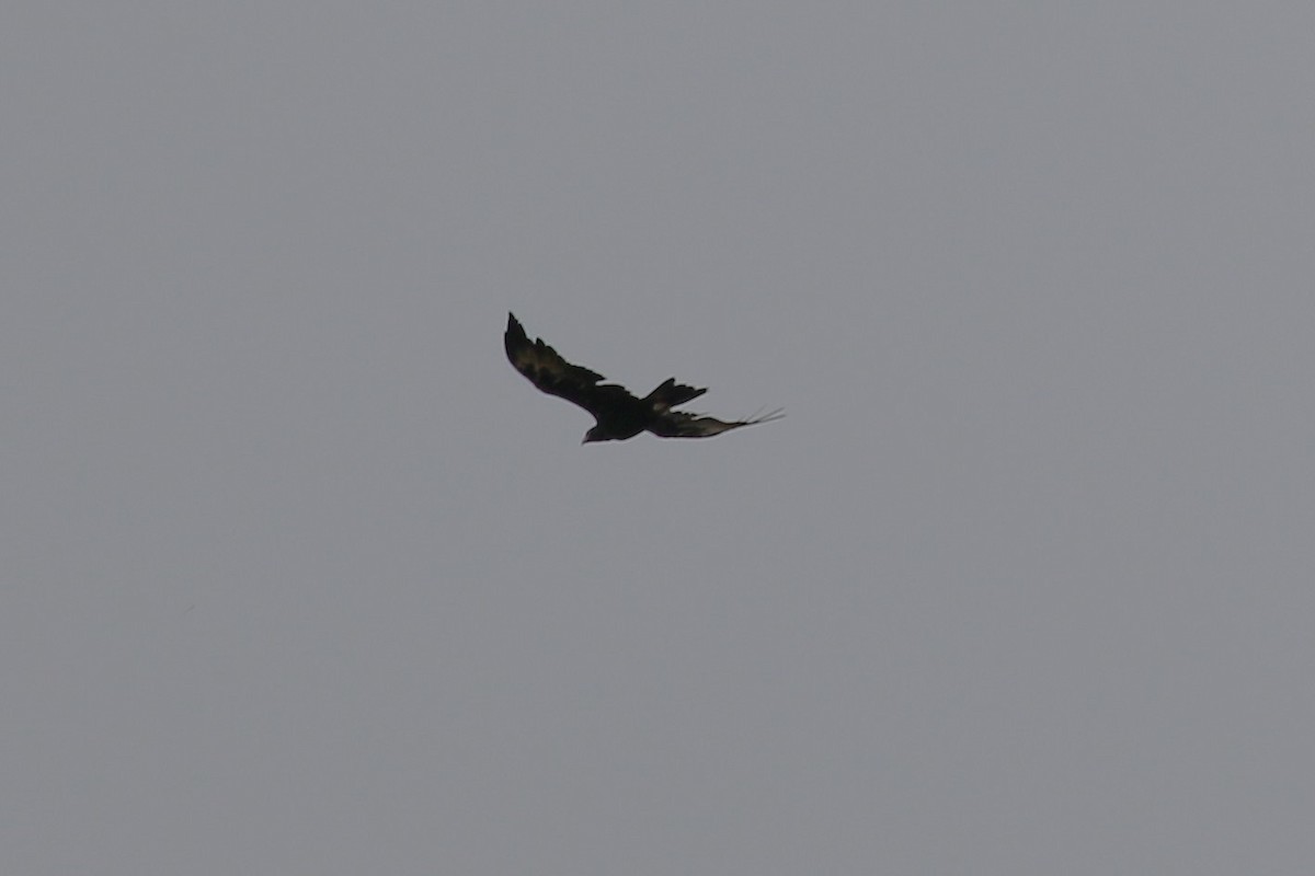 Wedge-tailed Eagle - ML552960671