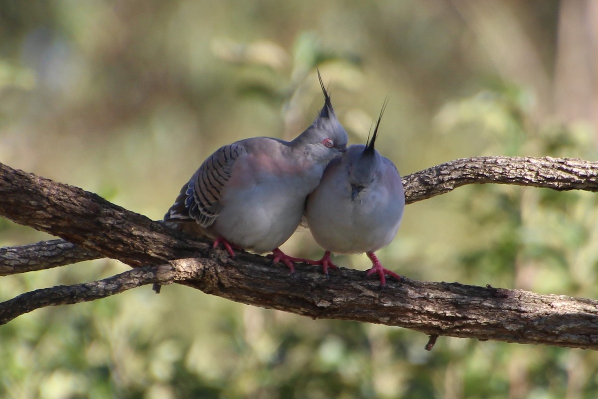 Crested Pigeon - ML552962311