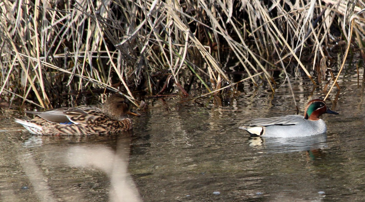 Green-winged Teal - ML552965271