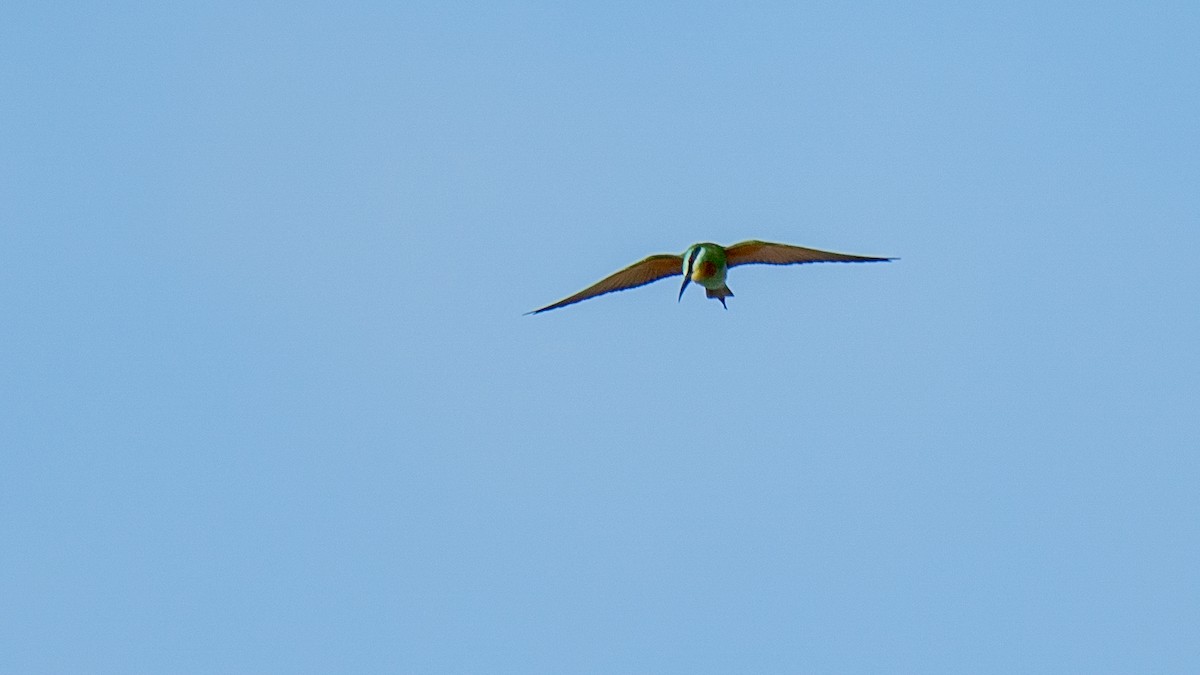 Blue-cheeked Bee-eater - ML552968001