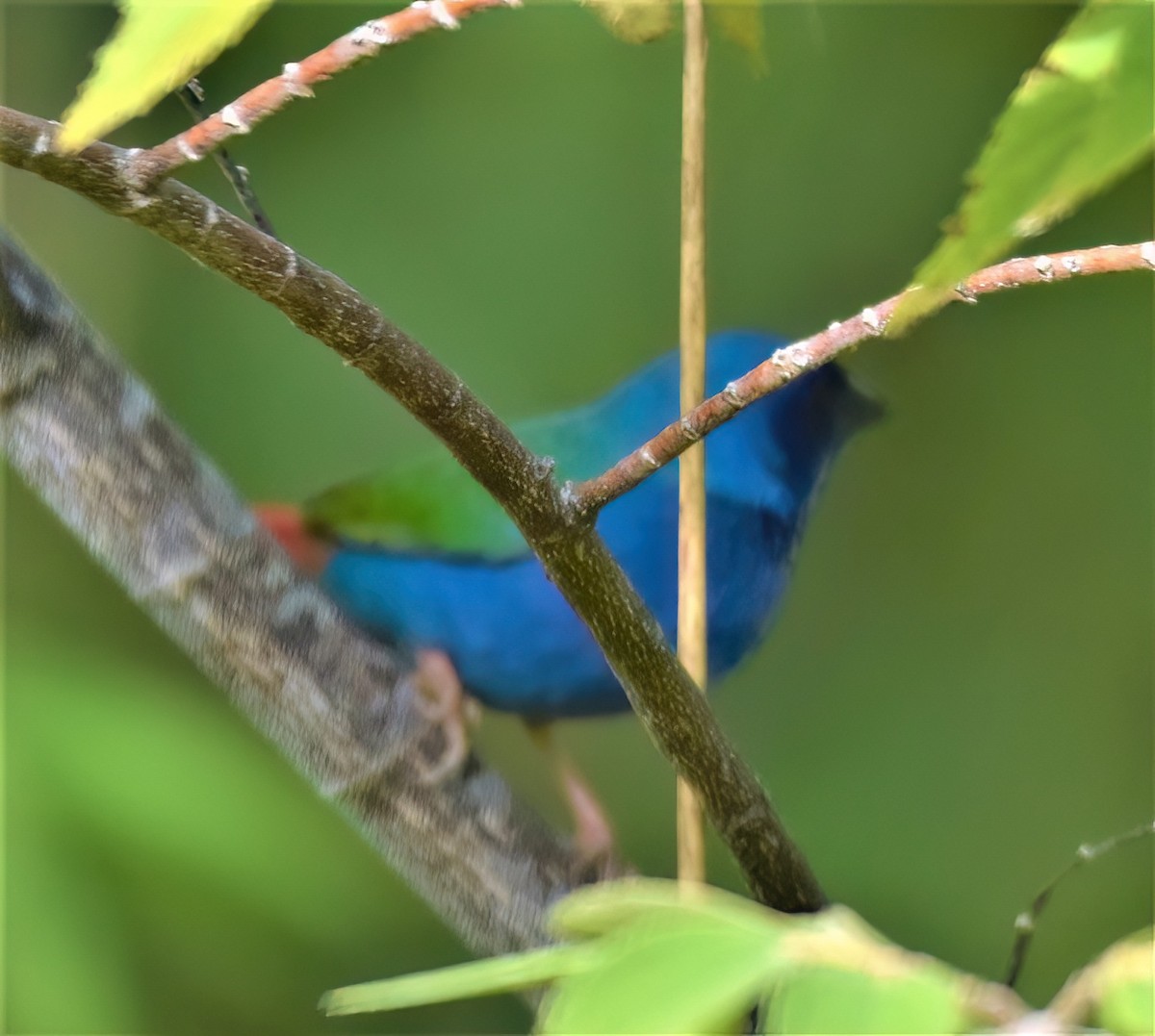 Tricolored Parrotfinch - ML552968561