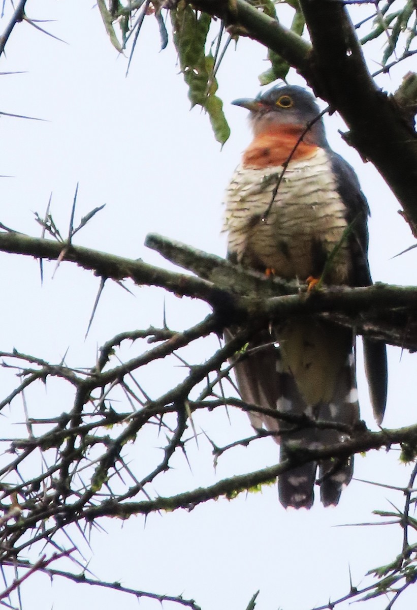 Red-chested Cuckoo - ML552970701