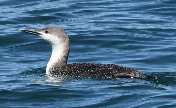 Red-throated Loon - MJ OnWhidbey