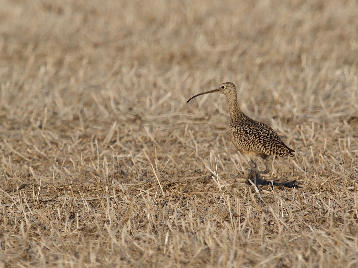 Long-billed Curlew - ML55297441