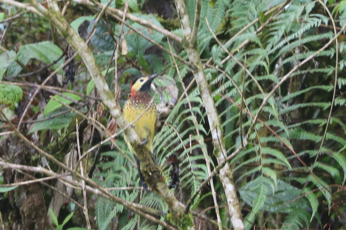 Crimson-mantled Woodpecker - ML552978231