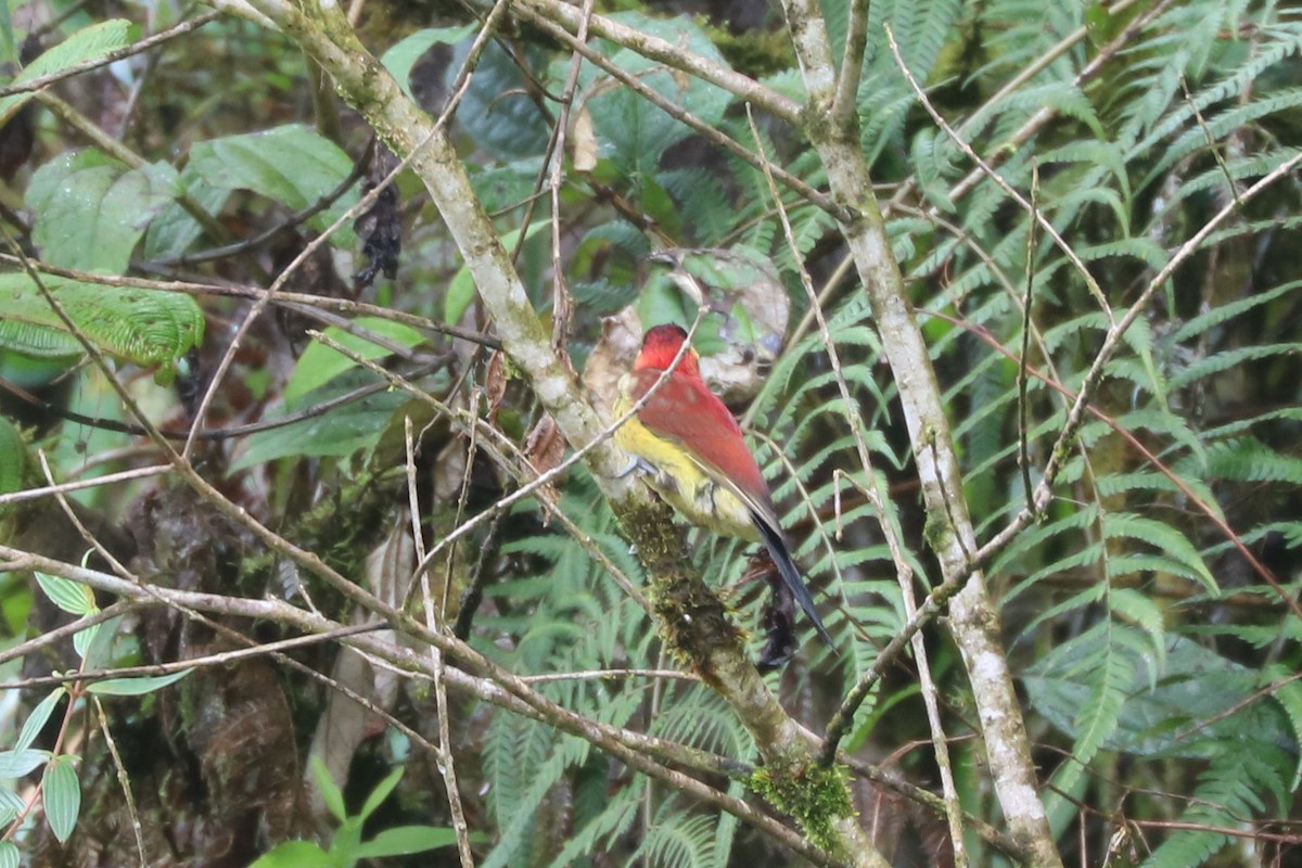 Crimson-mantled Woodpecker - ML552978241