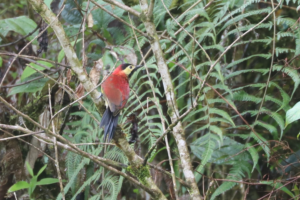 Crimson-mantled Woodpecker - ML552978251