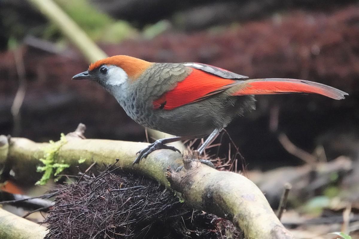 Red-tailed Laughingthrush - TK Birder
