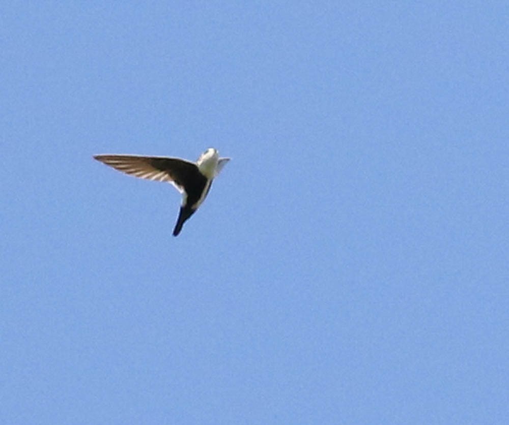 White-throated Swift - Dan Singer