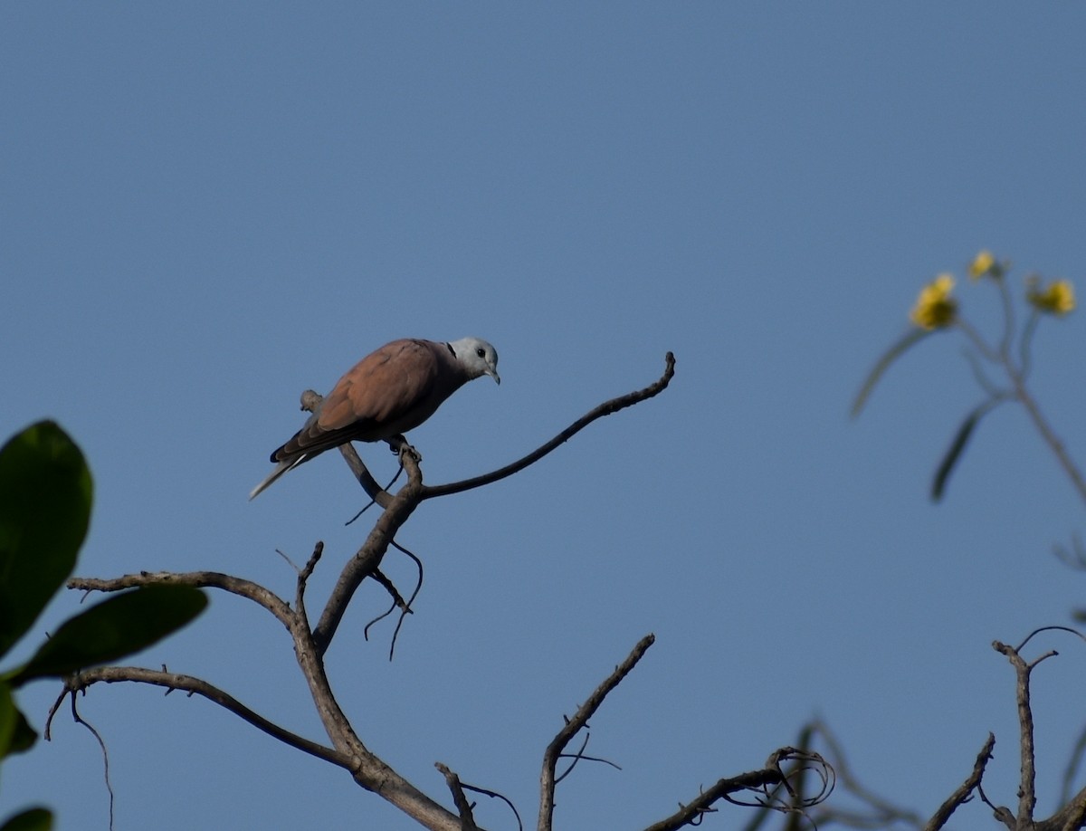 Red Collared-Dove - ML552987431