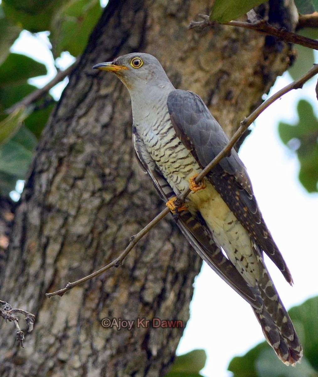 Common Cuckoo - Ajoy Kumar Dawn