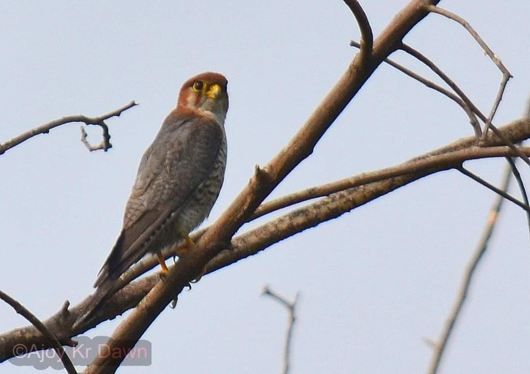 Red-necked Falcon - Ajoy Kumar Dawn