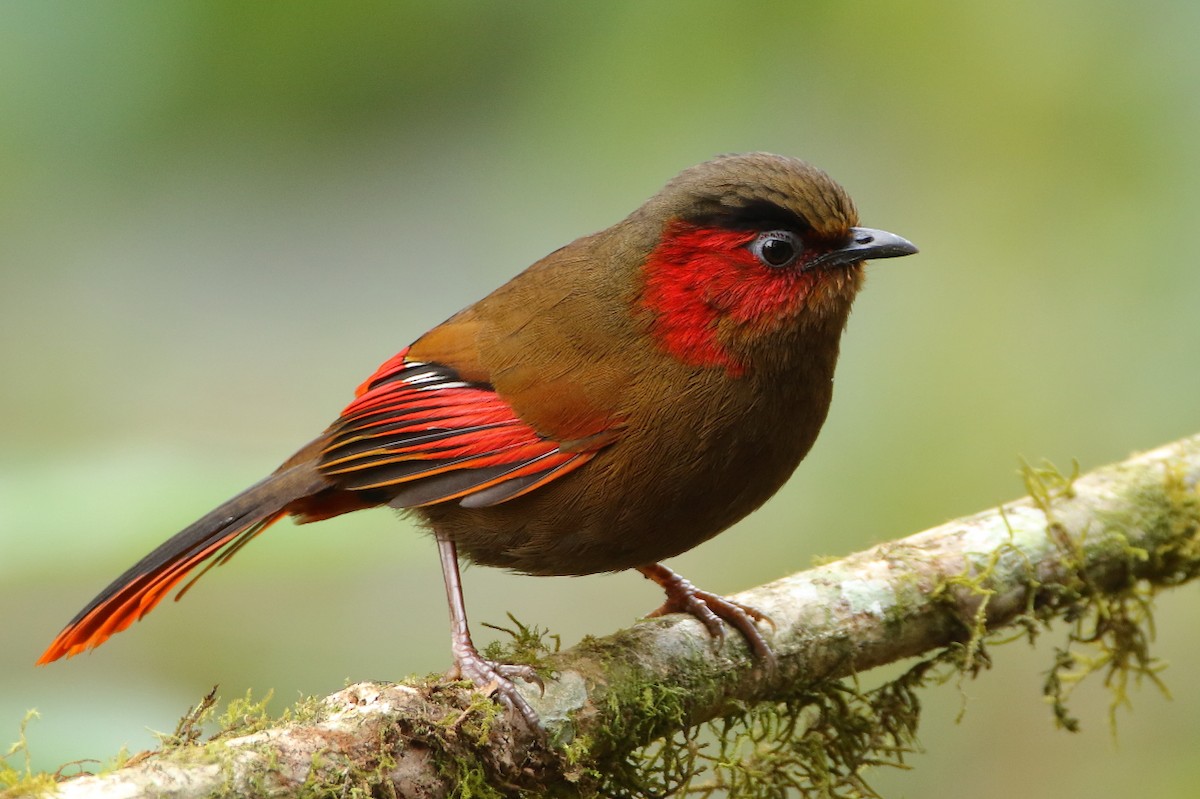 Red-faced Liocichla - ML552997821