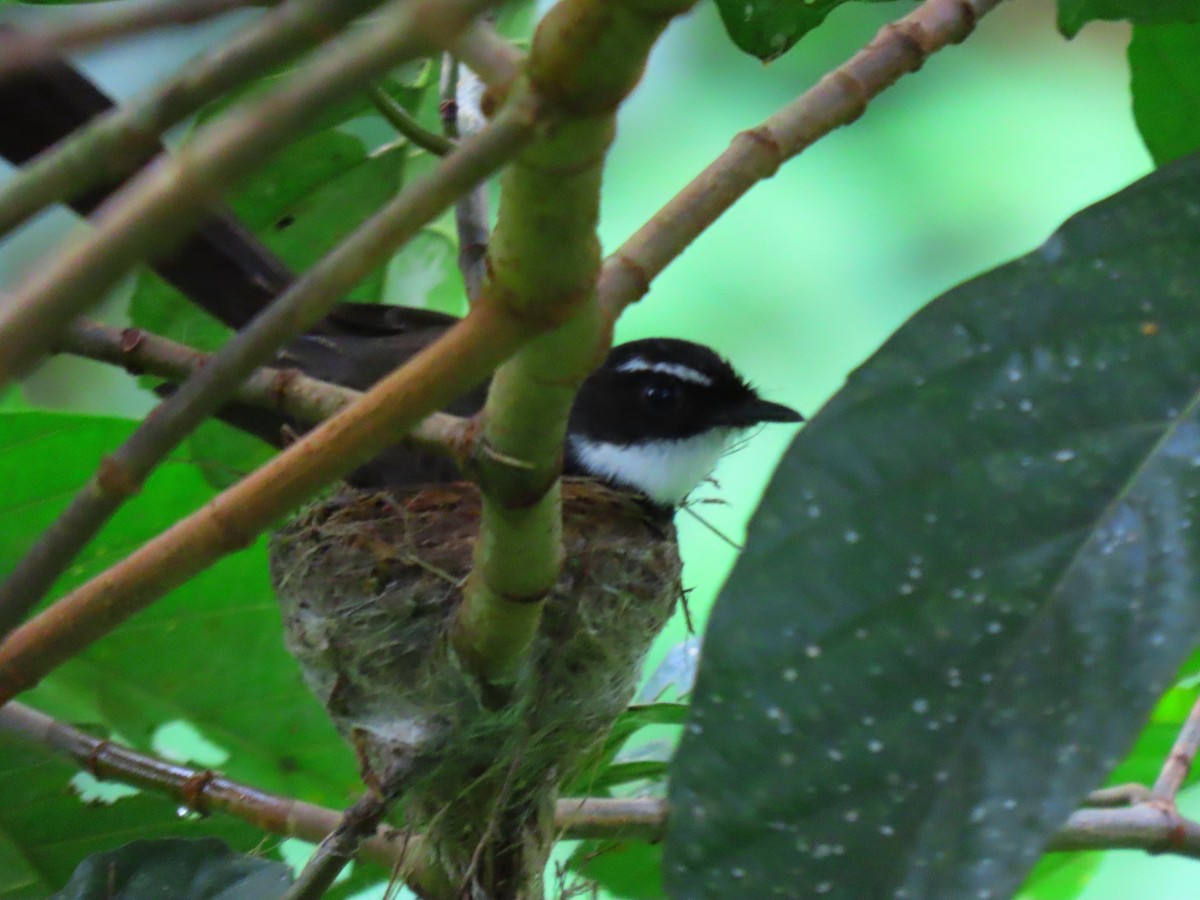 Philippine Pied-Fantail - Andrew Collins