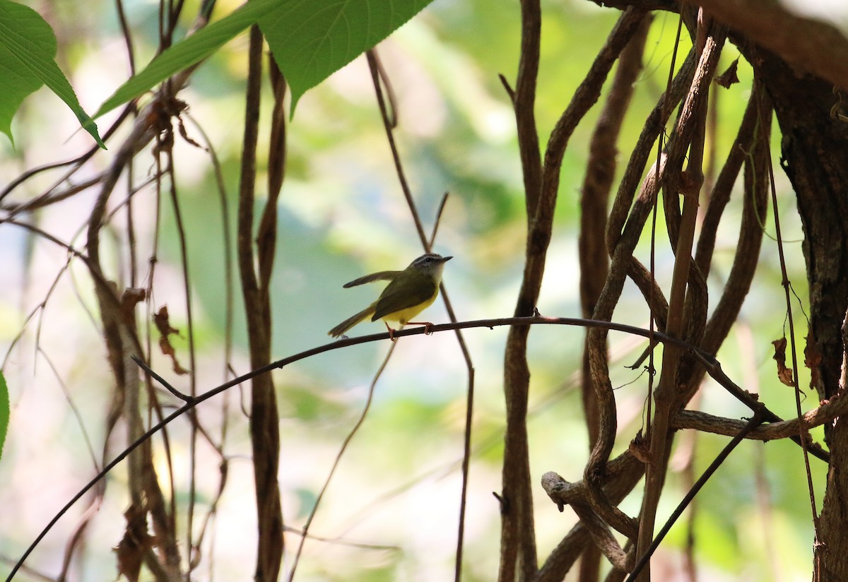 Yellow-bellied Warbler - Ruili/Yingjiang Trip  (Bai Haotian, Xiao Tu, Wei Bo, Alex Nickley)