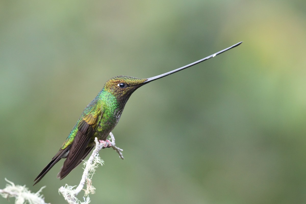 Sword-billed Hummingbird - ML553011891