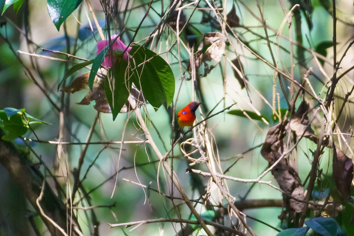 Mrs. Gould's Sunbird (Scarlet-breasted) - ML553014091