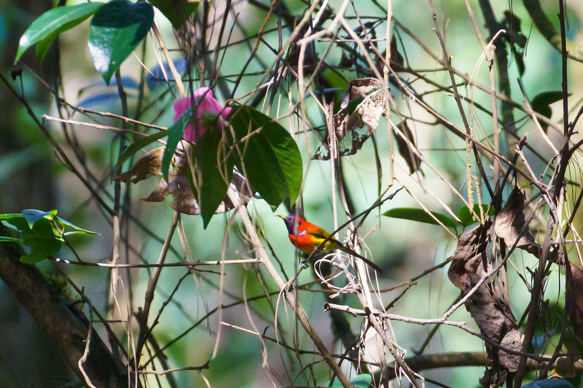 Mrs. Gould's Sunbird (Scarlet-breasted) - ML553014331