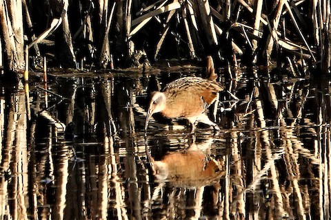 Virginia Rail - Karen Thompson