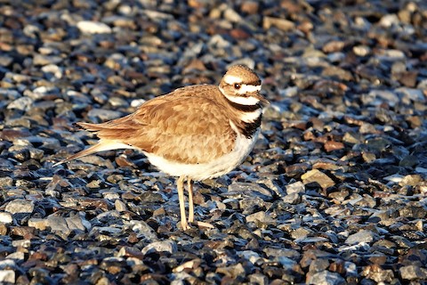 Killdeer - Karen Thompson