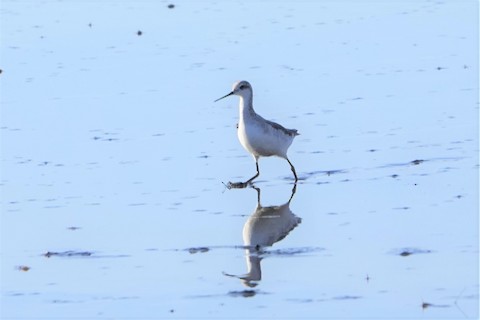 Wilson's Phalarope - Karen Thompson