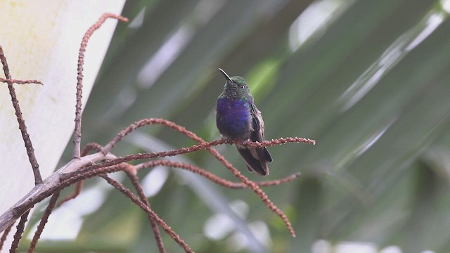 kolibřík nymfový - ML553016651