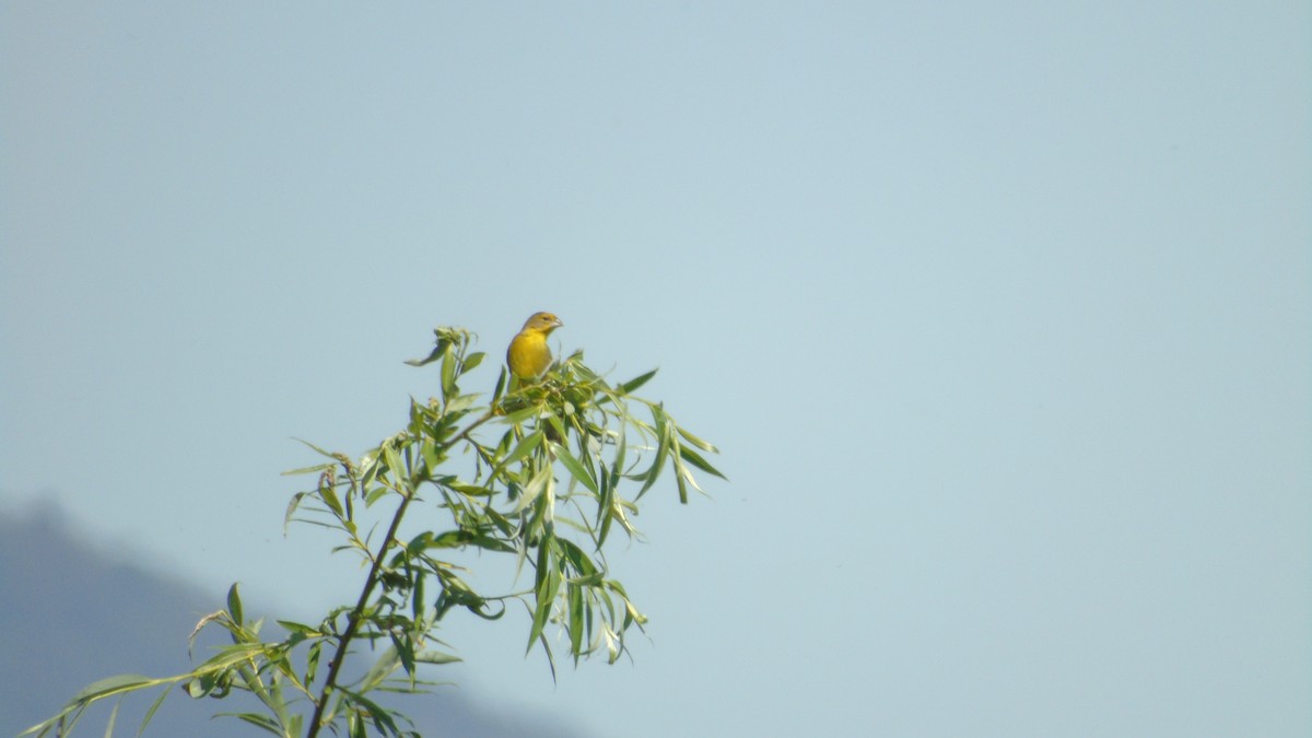 Grassland Yellow-Finch - ML553017191