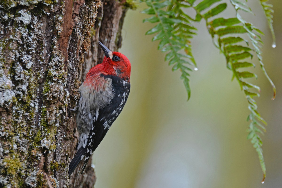 Red-breasted Sapsucker - Nisqually Birdwatch