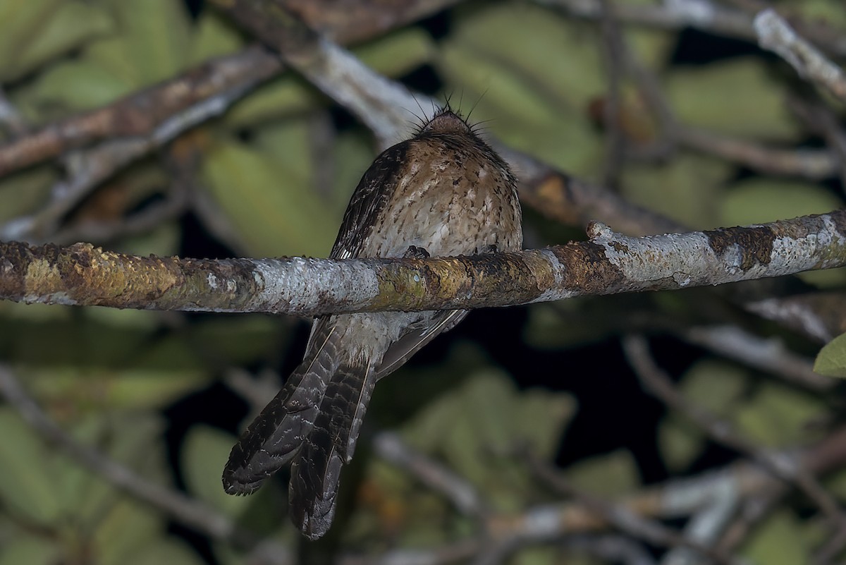 Wallace's Owlet-nightjar - ML553021841