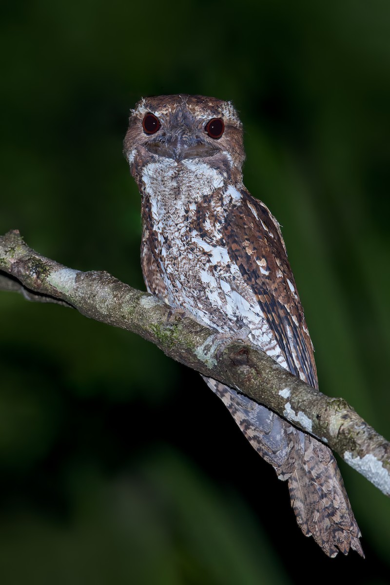 Marbled Frogmouth - ML553022911