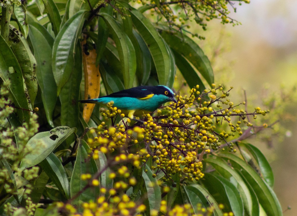Black-faced Dacnis (Yellow-tufted) - ML553025791